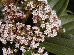 Viburnum davidii,  fl.mâles.JPG