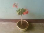 geranium3.jpg