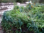 Photo 2 . Voici la partie est de la 1ère butte construite en juin. Légumes et fleurs se côtoient. L'effet visuel est tel, que je ne ceuille mes poireaux qu'avec parcimonie! <br />Outre les poireaux qui forment le bas de la couronne en protection, vous pouvez apercevoir quelques navets, du persil, une superbe sauge rouge qui s'est bien développée, des orties, du cerfeuil en fleur, du céleri, un pied de poivron dans la sorte de gloriette, des roses d'inde. L'oeil averti pourra voir, des carottes, des panais, des betteraves rouges, des salades, de gigantesques radis et ce que j'ai pu oublier. Sans parler de la couronne intérieure avec le plus visible un palmier, des épinards en quantité, des chrysanthèmes...<br />Au fond à gauche les nouvelles buttes partiellement recouvertes de cartons et à droite un tas de cartons en attente.
