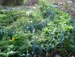 Photo 3 . Voici la partie ouest de la même butte. Roses d'inde encore, salade (qui ont pris la place des tomates, persil, radis rose, et radis blanc (au fond). Au centre en fer à cheval toujours les épinards, chrysanthèmes, fleur de la passion, escholzias, Bégonias, cerfeuil.<br />Au tout fond des pots sont en attente, un peu à leur gauche des branchages destinés à de nouvelles buttes. A gauche encore des buis qui ont pris beaucoup d'ampleur.