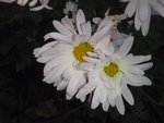 Photo 7 . Chrysanthème rose