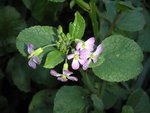 Photo 8 . Radis blanc en fleur. <br />Les radis roses ne se décident pas à fleurir.