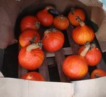 Photo 9 . Les potimarrons