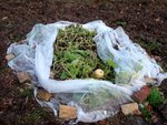 Photo 10 . Ailleurs encore des Butternut partiellement sous voile d'hivernage. Il fait très doux en ce moment, et elles n'en n'ont pas besoin. <br />Le 2 septembre, je me désespérais qu'elles puissent donner quelquechose : il n'y avait aucune fleur. Ici, ne restent que celles qui avaient besoin de davantage de maturité lorsque les gelées ont menacé.