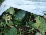 Photo 11 . Pour terminer voici une courge qui s'est invitée à la place des potimarrons et butternut qui étaient seuls, attendus!