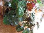 plante.jpg