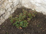 DSC00414.JPG