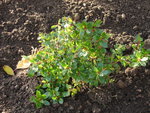DSC00415.JPG