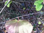 Cercidiphyllum japonicum, IMG_0010 (Small).JPG