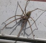 araignée des maisons.jpg