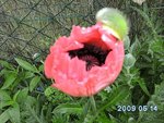 1ere-naissance-copie-1.jpg
