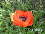 pavot-rouge.jpg