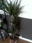 dracaena 001.jpg