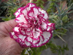 DSCN0197.JPG