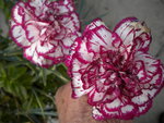 DSCN0198.JPG