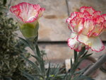 DSCN0205.JPG
