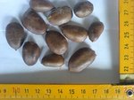 fruit_gros_pepins_1.JPG