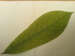 fruit_feuille_1.jpg