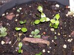 Mahonia gracilipes, semis (Small).jpg