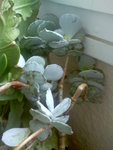 Image285.jpeg