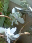 Image286.jpeg