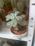 Image290.jpeg
