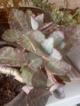 Image294.jpeg
