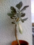 Image295.jpeg