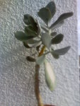 Image296.jpeg