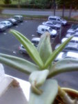 Image298.jpeg
