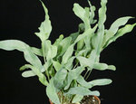 Polypodium_areolatum2.jpg