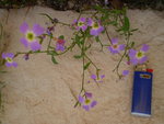 fleur inconnue
