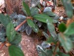 DSCN0218.JPG