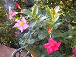 DSCN0038.JPG