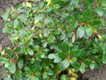 DSC00434.JPG