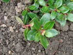 DSC00435.JPG