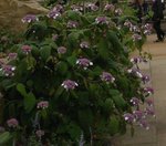 hydrangea modif.jpg