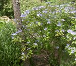 Hydrangea.jpg