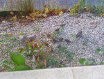DSCN3890.JPG