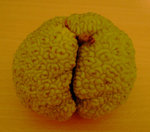 fruit.jpg