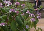 hydrangea aspera.jpg