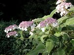 Hydrangea sargentiana, des fleurs (Small).jpg