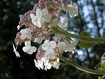 Hydrangea sargentiana (Small).jpg