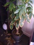 IMG_0177.jpg