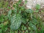 DSC00468.JPG