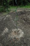 Photo 9 . Après beaucoup de sueurs froides (craintes de tout perdre, crainte de la soif d'azote), je me décide ce même jour à utiliser mon BRF, et en installer au pied de mes jeunes plants de tomates.