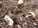 Photo 17 En voici encore. Cette fois, c'est un ensemble de champignons blancs.