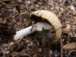 Photo 18 . Voici celui de droite en gros plan