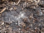 Photo 19 . Dans le même secteur que les tous premiers champignons observés, voici des cousins. Ceux-ci sont plutôt noirs.