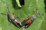 insecte.jpg